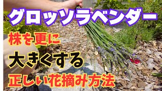 We will show you the correct way to pick Grosso Lavender flowers