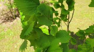 Ulmus glabra 'Exoniensis' jilm drsný