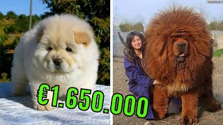 10 Allerduurste Hondenrassen In de Wereld - YouTube 10 Allerduurste Hondenrassen In De Wereld - Youtube