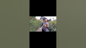 Manusia berang berang #viral #gogohikan #shorts