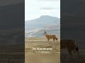 fact about Ethiopian wolf #facts #animals #wildlife