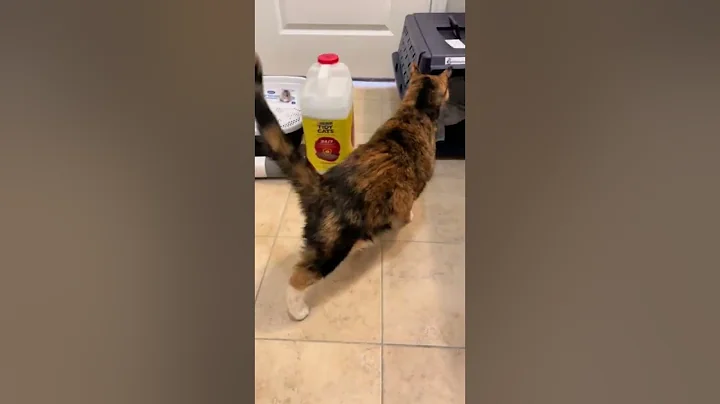 Winnie Coming Home!! | CatManJohn
