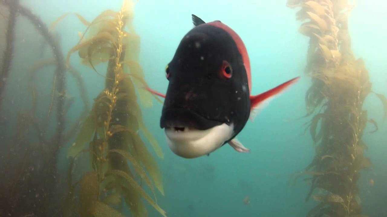 Fish Whisperer YouTube