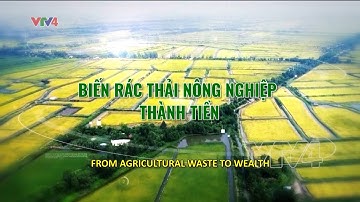 Biến rác thải nông nghiệp thành tiền (English subtitles)| VTV4