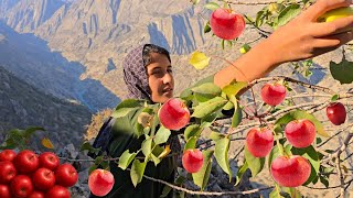 Nomadic life in Zagros |Picking wild apples in the heart of the Iranian mountains🍎🏔