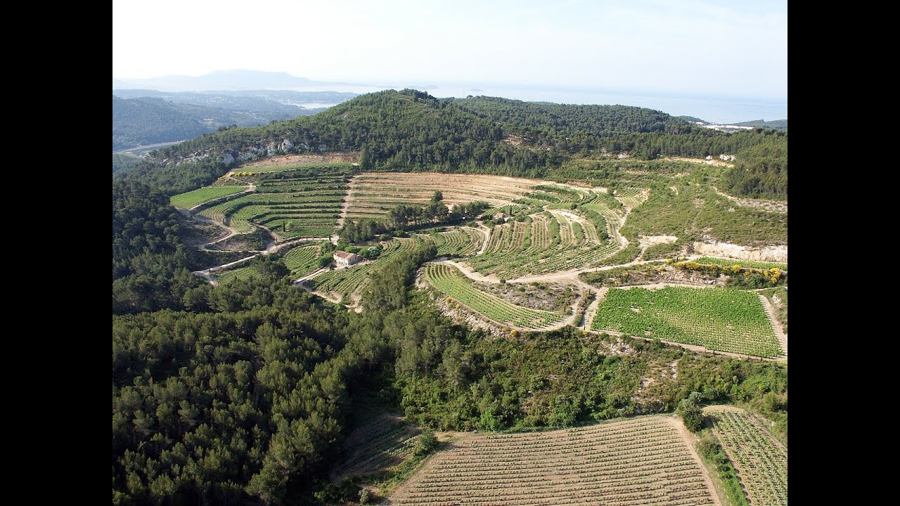 Discovering Provence wines from Bandol region at Chateau de Pibarnon estate. Obiwine