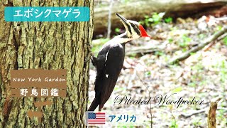 野鳥図鑑：Pileated Woodpecker (エボシクマゲラ) - YouTube