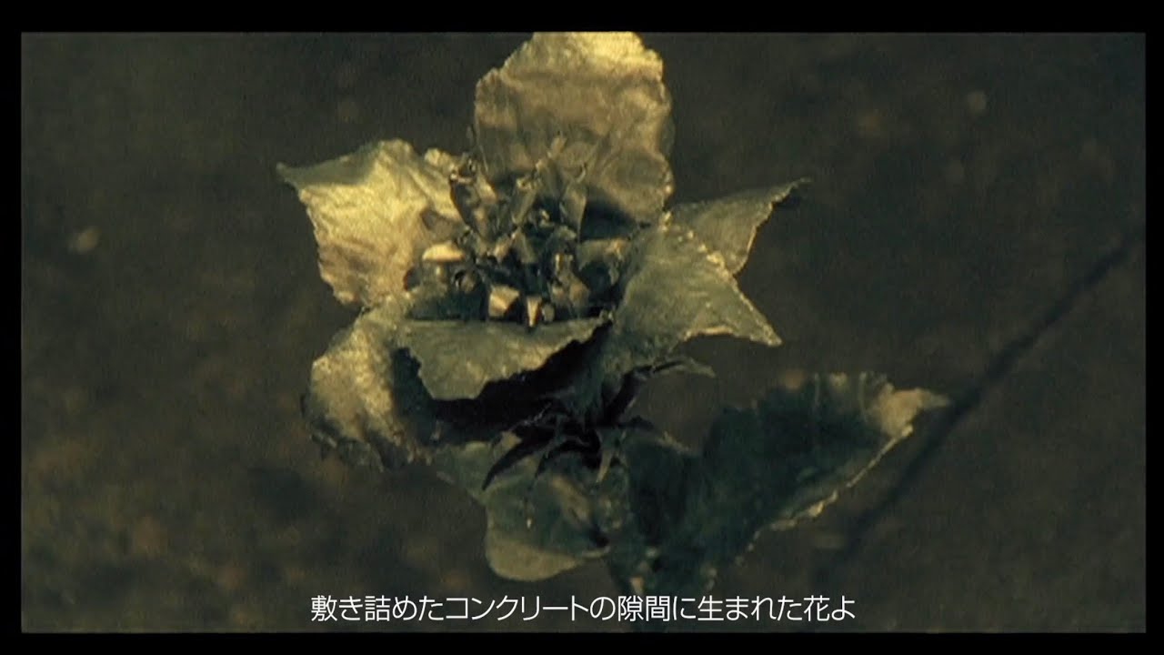 V6 野性の花 Youtube Ver Youtube