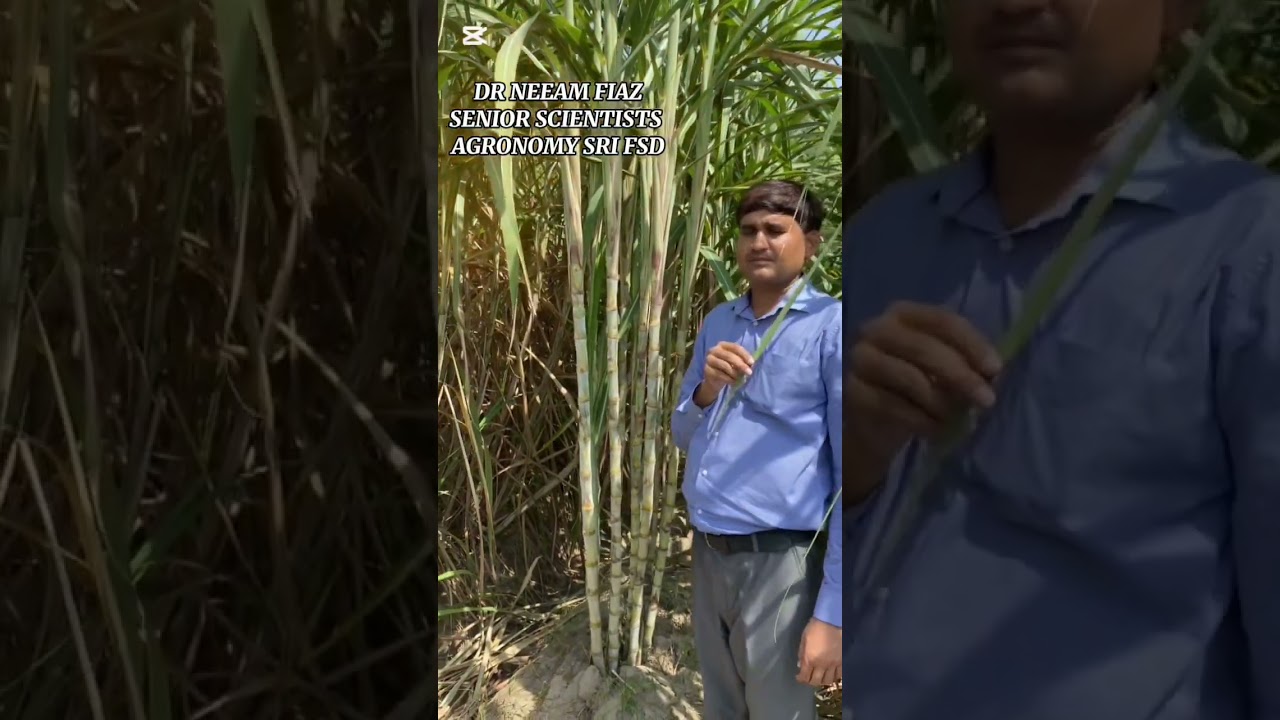 Production of disease free sugarcane nursery seed through single bud and IDM