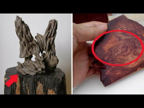 Khám phá những loại gỗ "quý hiếm" nhất và thơm nhất!