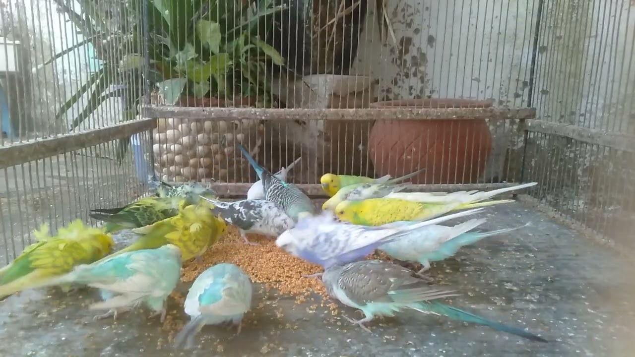 えっ!あなたのセキセイインコ、まだ落ち着いてないの？✨ - YouTube