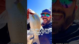 2026 White Bass Spawning Run Frenzy Nolin River KY - Update 1. We did decent, wasn’t expecting that!