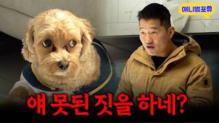 ‘다견 키울 때는 신중해야 돼요’.. 다견 가정 맞춤 솔루션에 나선 강형욱ㅣKBS 개는 훌륭하다 230130 방송