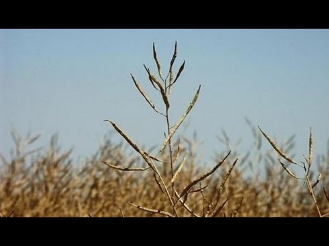 Тюменским аграриям осталось закончить уборку рапса