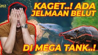 KAGET ADA JELMAAN BELUT DI MEGA TANK GUE..! | Fire Eel