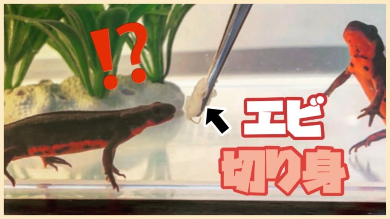 癒し アカハライモリに 食用エビ の切り身を与えてみました 餌やり Youtube