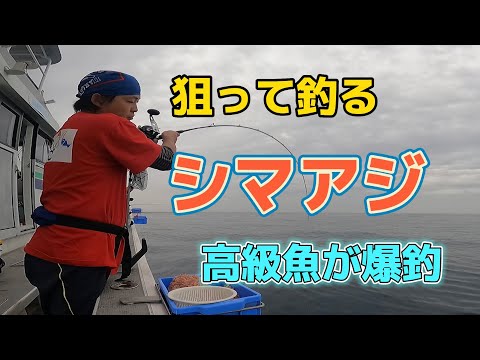 狙い通りのシマアジを釣りました！（釣りタマ日誌#20）