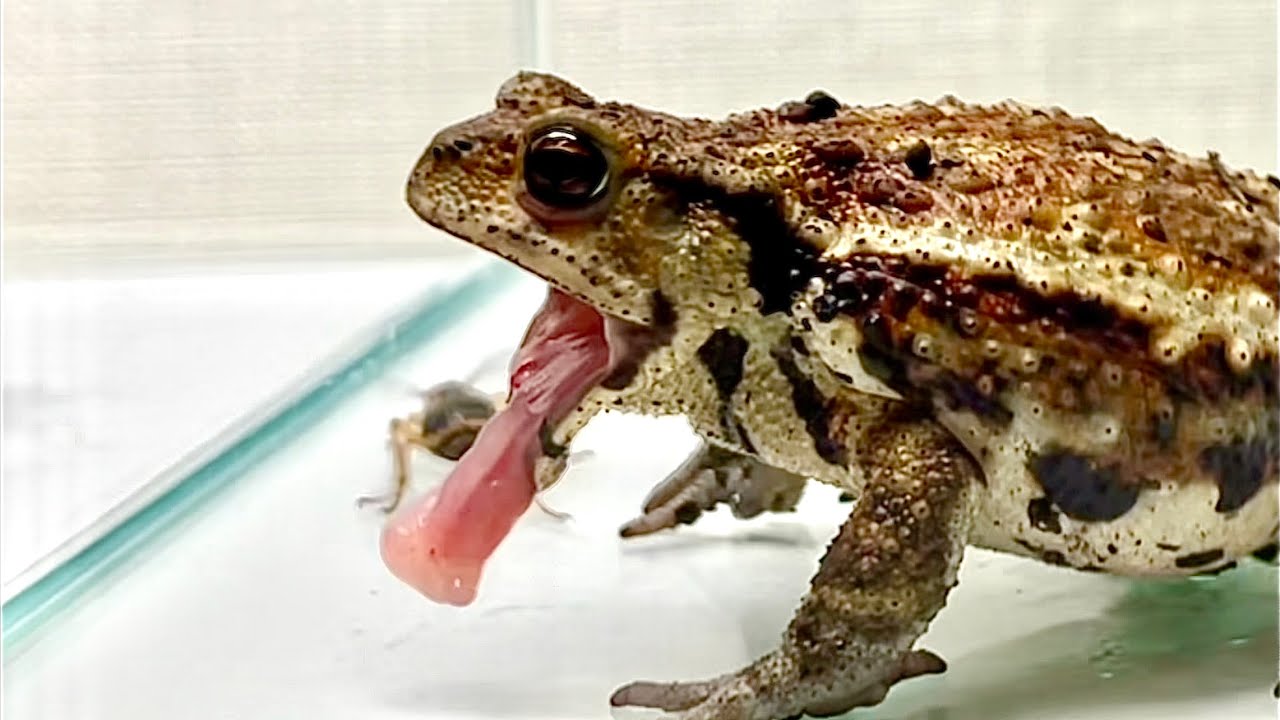 Toad ＆ Bombardier beetle YouTube