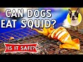 Can Dogs Eat Squid | Is Squid Bad For Dogs | Can Dogs Eat Calamari | Squid For Dogs