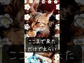 心もゆっくり休むにゃ💗#cat #ねこ#猫のいる暮らし#保護猫 #ネコ#short #にゃんこ#猫 #猫のいる生活 #癒し#疲れた#不眠症#メンタル#苦しい#つらい #さみしい #うつ# #眠れない