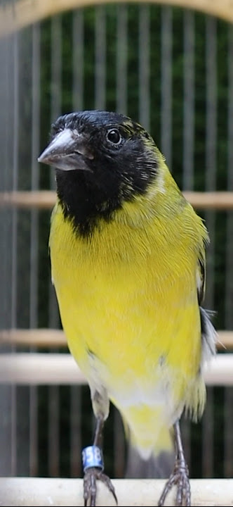 Black HOODED yellow siskin | Cabecita negra CD | Carduelis singing | Spinus Magellanica mating song