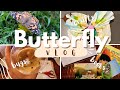 Sonlight Butterfly Unit Study Review II Do the Unit WITH US - lots of fun butterfly footage :)