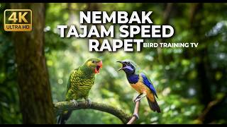 Download lagu 🔴 Live Tembakan Irama Lagu Cucak Cungkok Gacor vs Perkici Kasar Tajam Audio Jernih