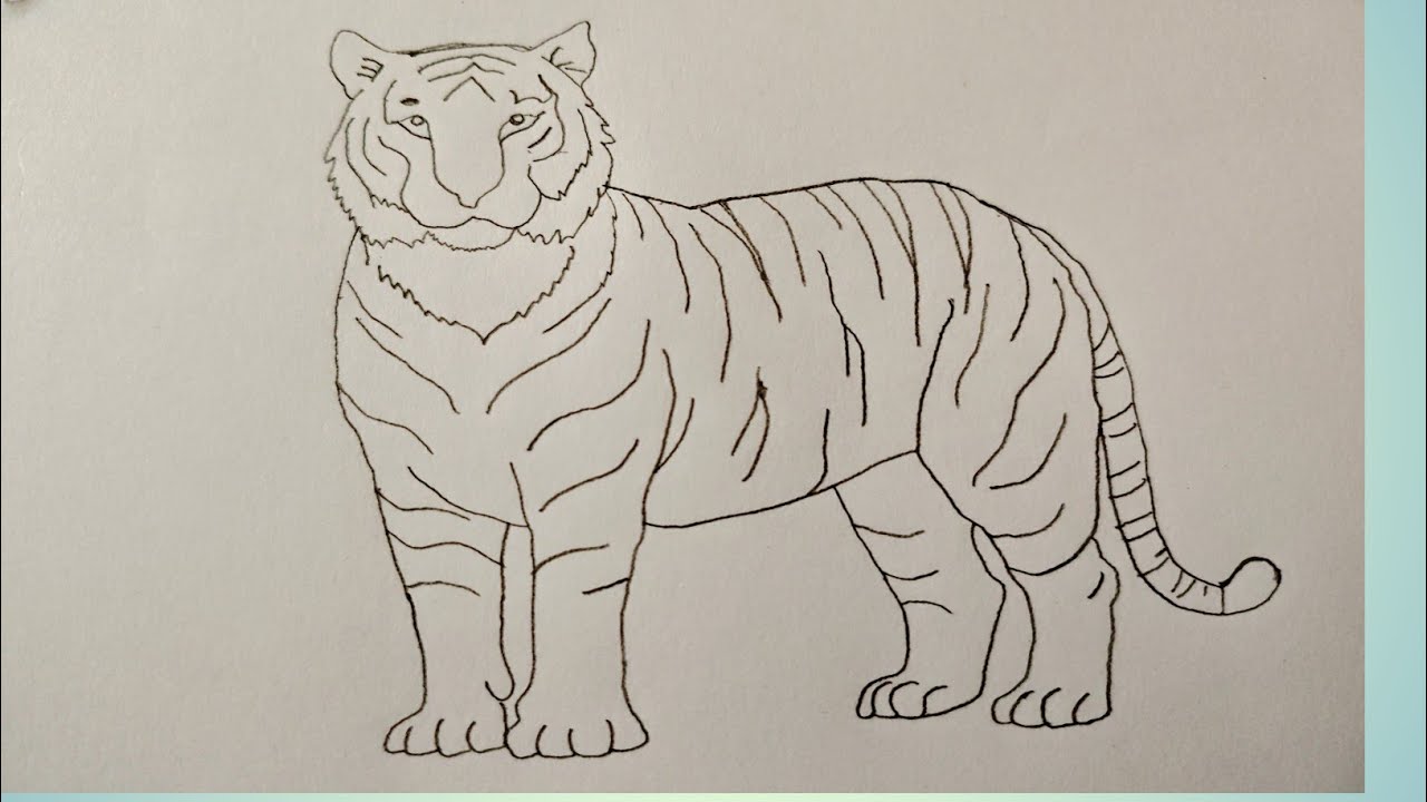 Как нарисовать тигра шаг за шагом | Рисунок тигра карандашом | Tiger Ka Chitra Kaise Banaye | Tig...