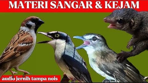 masteran viral 2025 | cucak kucing-jinjing petulak-bajing kekes-gereja tarung