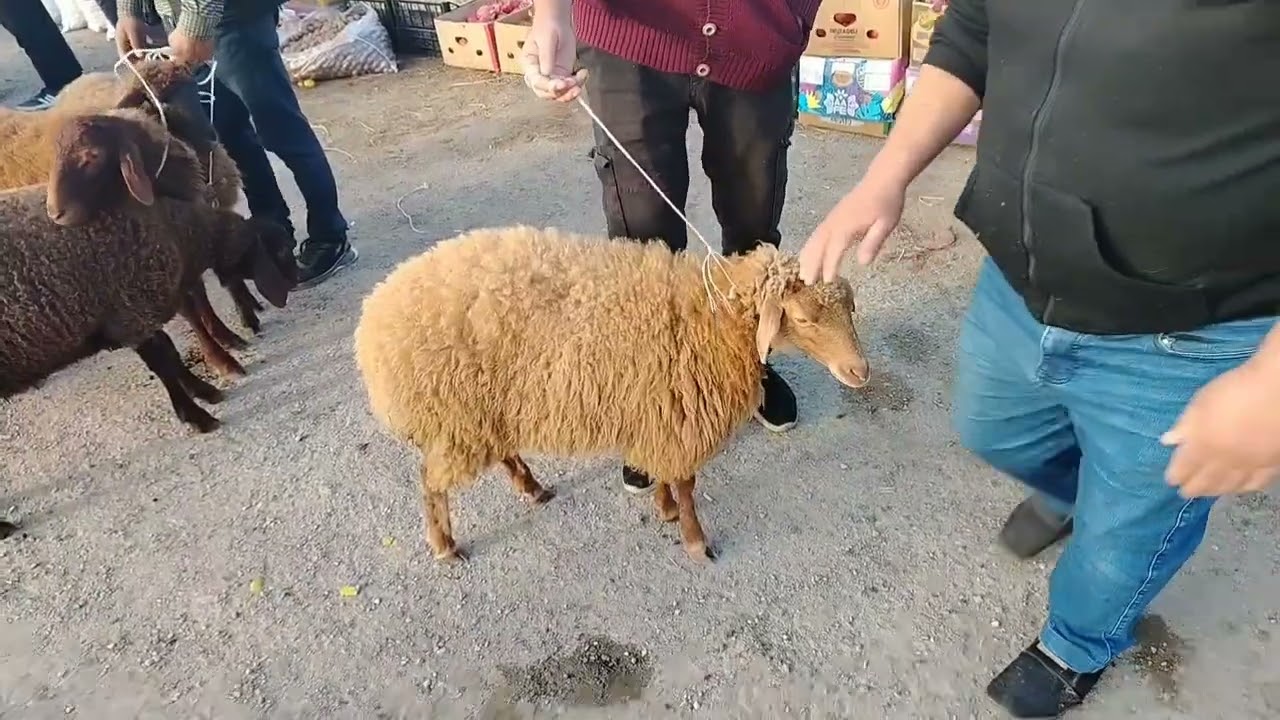 MAŞTAĞA QOYUN KEÇİ MAL BAZZARI. 20.10.2025.🇦🇿