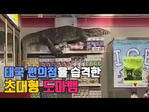 태국의 한 편의점을 습격한 초대형 도마뱀