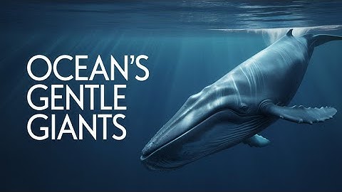 Khám phá trái tim khổng lồ của cá voi xanh!