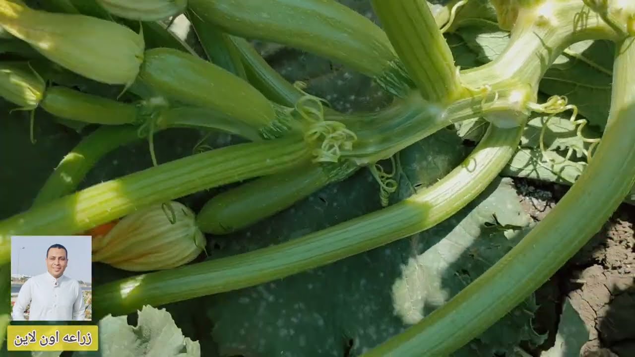 لو عايز إنتاجية عالية لازم تزرع صنف كوسه يكون ساقه قوى ومداد