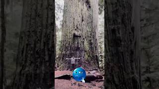 World Largest Tree  ☠️ | New part |#worldrecords #shorts