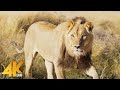 A Lion in my Tent - Mabuasehube Botswana, 2021 - Adventures during Africa Filming