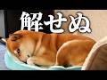 この時期、寝れない柴犬