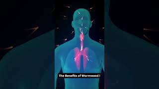 Discovering The Powerful Benefits Of Wormwood