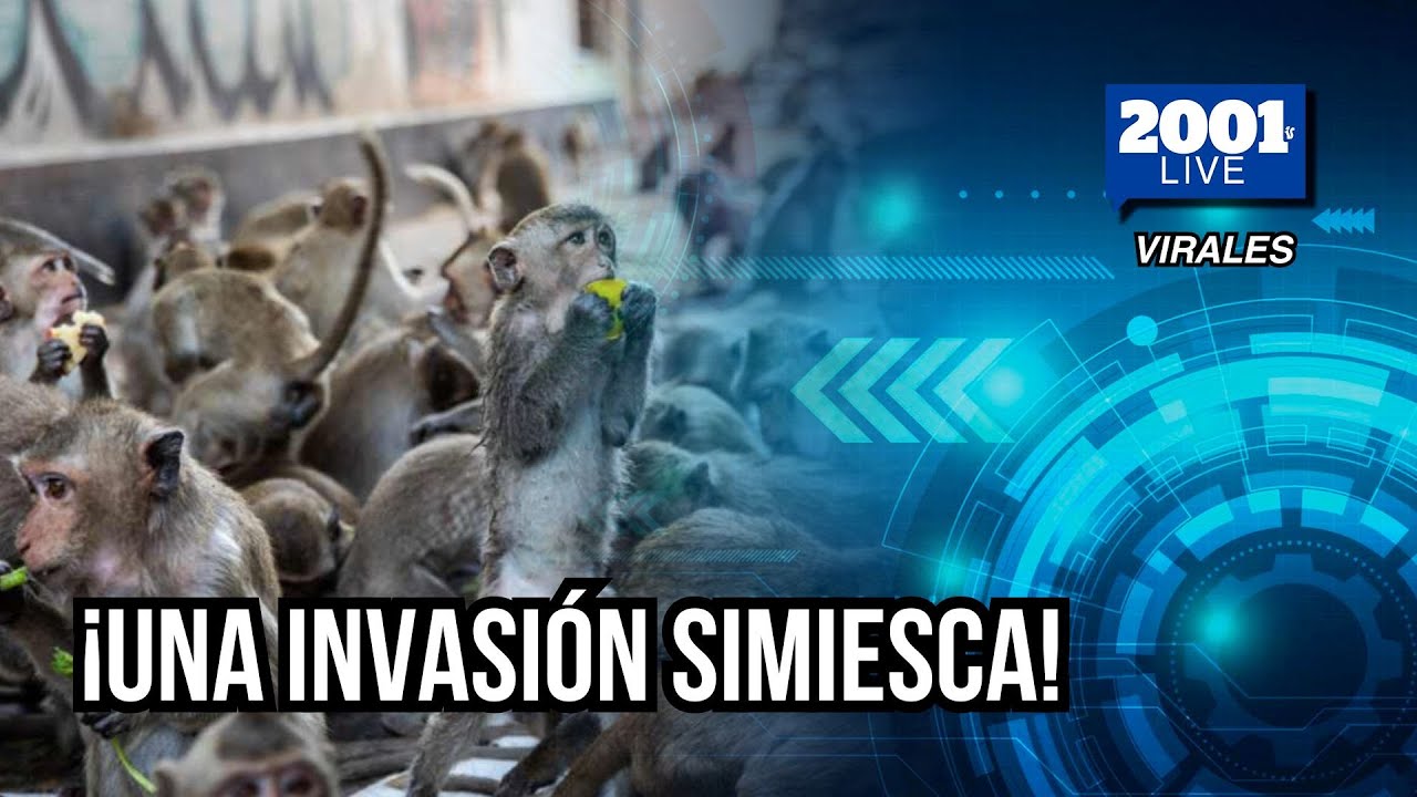 Monos se apoderan de comisaría en Tailandia: ¡Una invasión simiesca!