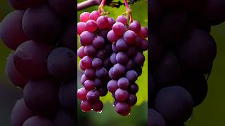 8 Amazing Benefits of Eating Grapes 🍇 | Health TipsEat Grapes Daily &amp; See the Magic  Grapes Benefits