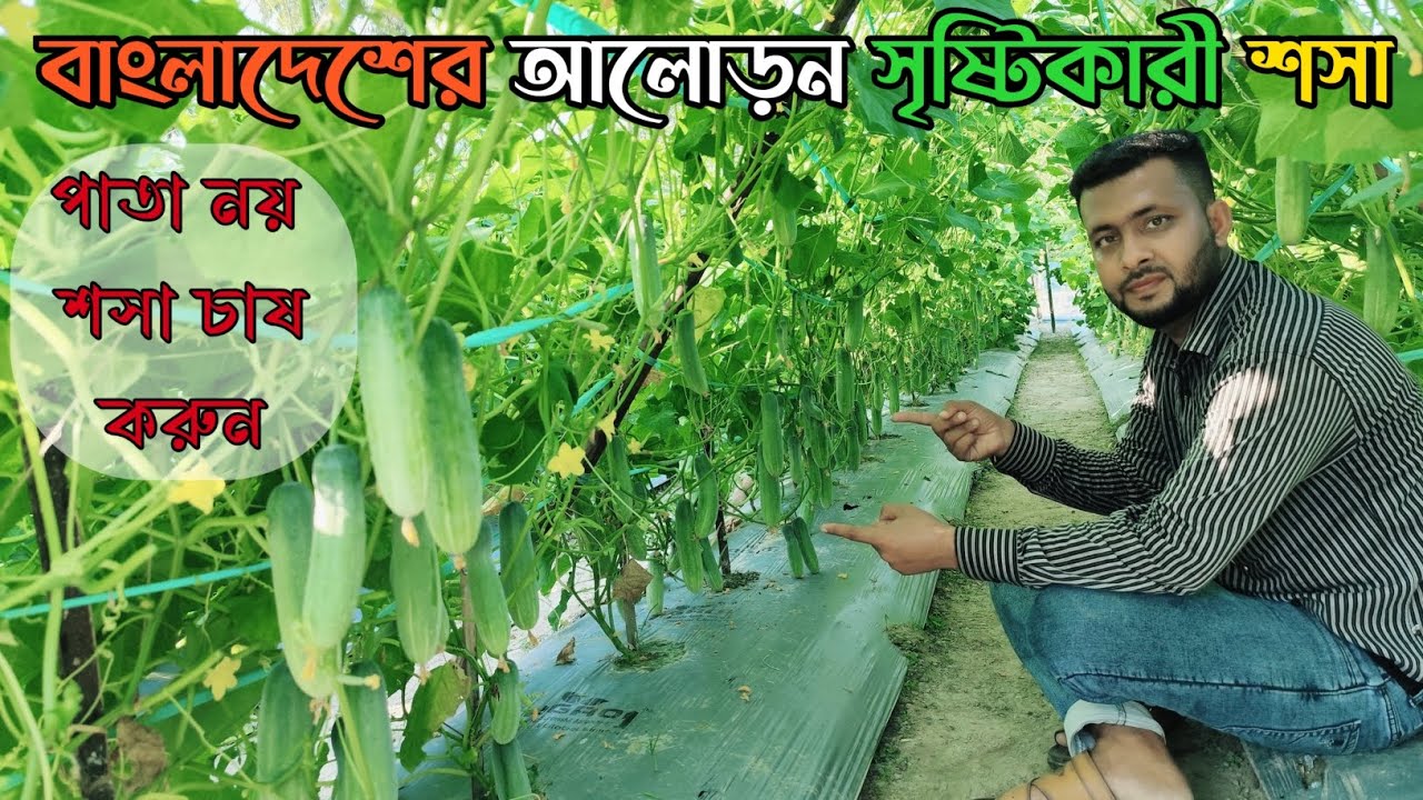 পাতার তুলনায় শসা বেশি! আধুনিক পদ্ধতিতে শসা চাষ করে চমক। 