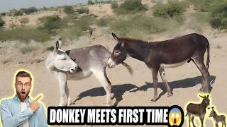 Discover the Untold Secrets of Donkey Breeding Success