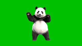 Dancing Panda green screen video HD Footage