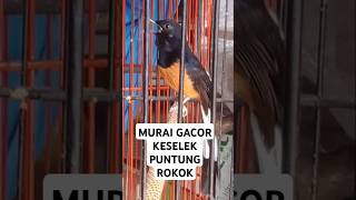Download Lagu MURAI GACOR KESELEK PUNTUNG ROKOK MP3