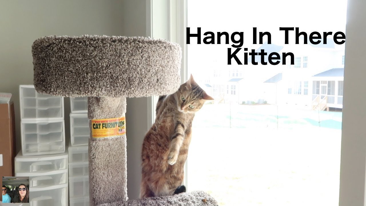 We Get New Blinds & Ella Hangs Out In The Cat Tower | PaulAndShannsLife