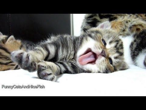 Cutest Cat Moments. Top 25 Cutest Kittens and Funny Cats Yawns