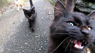 とにかく構ってほしい黒猫ちゃん、ご飯の後も駆け寄って来た