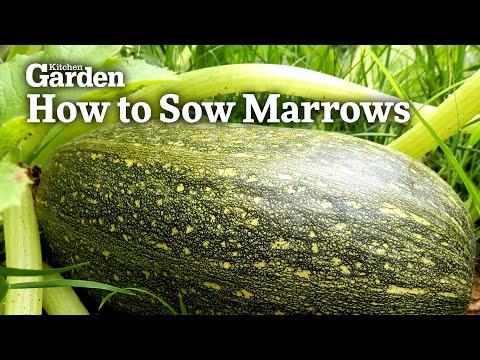 Video: Growing Marrow Seedlings