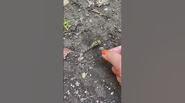 Unique dragonfly and women 🪰 #flies #funnyanimals #funny #interesting #nature #dragonfly #wow #fun