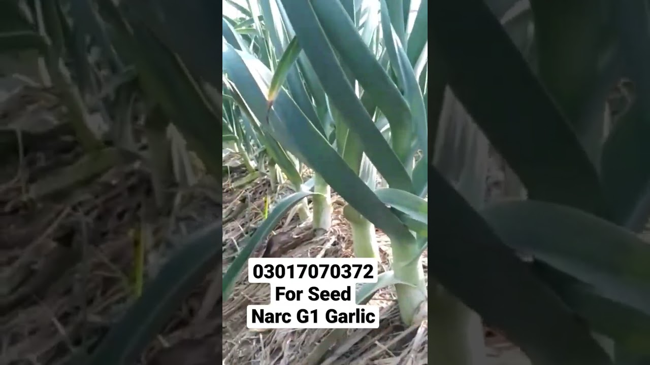 Narc hG1 Garlic 