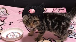 激カワ！クロミちゃんに変身してしまった子猫